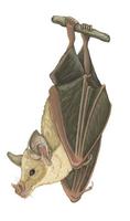 Image of: Erophylla sezekorni (buffy flower bat)