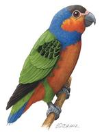 Image of: Micropsitta bruijnii (red-breasted pygmy-parrot)