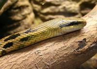 Orthriophis taeniurus friesi - Taiwan Beauty Snake