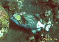Balistoides viridescens - Blue Finned Triggerfish