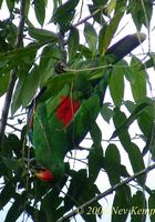 Eclectus Parrot - Eclectus roratus