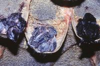 Edible-nest Swiftlet - Collocalia fuciphaga