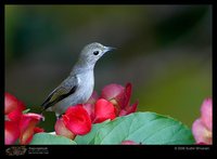 Plain Flowerpecker - Dicaeum concolor