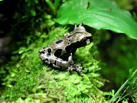 : Anotheca spinosa; Coronated Treefrog