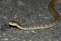 : Tropidechis carinatus; Rough-scaled Snake