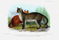 Joseph Smit Dusky African Cat