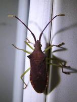 Gonocerus acuteangulatus