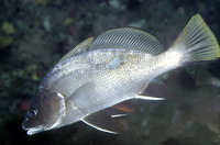 Sciaena umbra, Brown meagre: fisheries