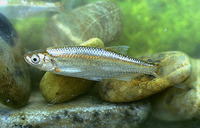 Alburnus alburnus, Bleak: fisheries, aquaculture, bait