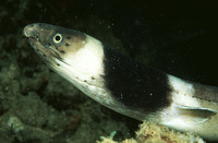 Ophichthus cephalozona, Dark-shouldered snake eel:
