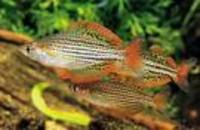 Melanotaenia maccullochi, Macculloch's rainbowfish: aquarium