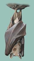 Image of: Epomophorus wahlbergi (Wahlberg's epauletted fruit bat)