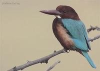Image of: Halcyon smyrnensis (white-throated kingfisher)