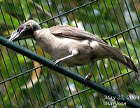 Helmeted Friarbird - Philemon buceroides