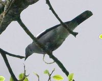 White-winged Cuckooshrike - Coracina ostenta