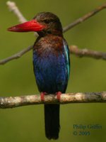 Javan Kingfisher - Halcyon cyanoventris