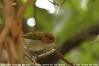 Red-faced Woodland Warbler (Phylloscopus laetus)