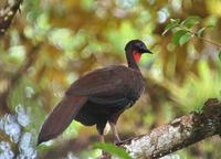 Crested Guan  