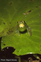 : Hyperolius pusillus; Water Lily Reed Frog