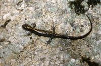 : Mertensiella caucasica; Caucasian Salamander