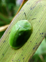 : Cassida viridis; Tortoise Beetle