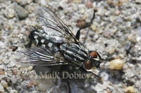 : Graphomya maculata; Fly