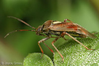 : Lygus sp.; Tarnished Plant Bug