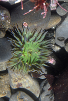 : Anthopleura sola; Sunburst Anemone