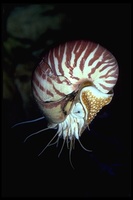 : Nautilus sp.; Chambered Nautilus