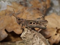 Syngende markgræshoppe (Chorthippus biguttulus)  Foto/billede af