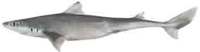 Greeneye Dogfish - Squalus mitsukurii