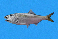 Cetengraulis mysticetus, Pacific anchoveta: fisheries, bait