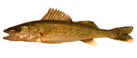 Sander vitreus, Walleye: fisheries, aquaculture, gamefish, aquarium