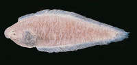 Cynoglossus macrostomus, Malabar tonguesole: fisheries