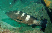 Epinephelus gabriellae, Multispotted grouper: fisheries