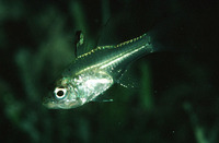Apogon ceramensis, Ceram cardinalfish: