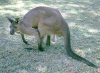 Image of: Macropus fuliginosus (western gray kangaroo)