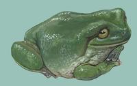 Image of: Litoria caerulea (dumpy treefrog)
