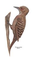 Image of: Celeus brachyurus (rufous woodpecker)