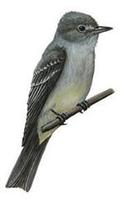 Image of: Empidonax hammondii (Hammond's flycatcher)