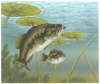 Image of: Micropterus salmoides (bigmouth bass)