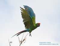 Military Macaw - Ara militaris