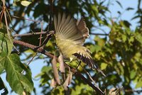Chapada Flycatcher - Suiriri islerorum