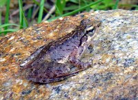 : Amolops torrentis; Little Torrent Frog