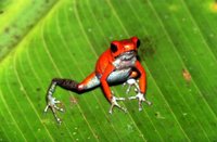 : Oophaga granulifera; Granular Poison Frog