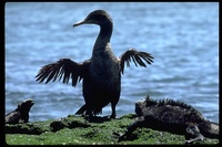 : Phalacrocorax harrisi; Flightless Cormorant