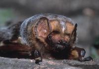 : Lasiurus cinereus; Hoary Bat