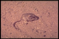 : Microdipodops pallidus; Pale Kangaroo Mouse