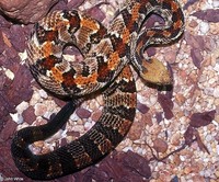 : Crotalus horridus atricaudatus; Canebrake Rattlesnake