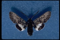 : Euproserpinus euterpe; Kern primrose sphinx moth